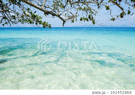The branches of tree on the beach with seascape and blue sky in background 101452868