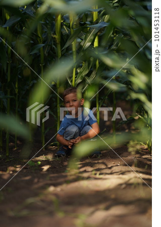 A little boy hid in a cornfield 101453118
