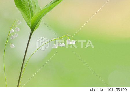 鈴蘭　すずらん　スズラン　春　初夏　花　白い花　花の香り　香水　 101453190