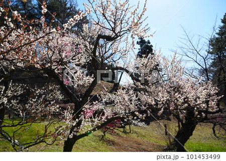 梅 内裏(神奈川県:大倉山公園) 梅 内裏(神奈川県:大倉山公園) 101453499