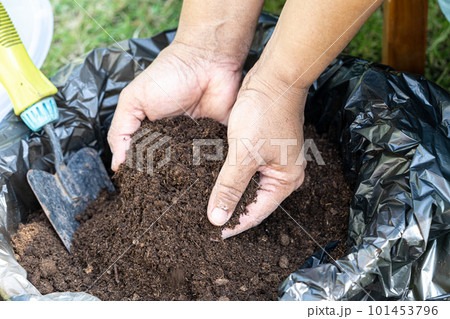 Hand holding peat moss organic matter improve soil for agriculture organic plant growing, ecology concept. Hand holding peat moss organic matter improve soil for agriculture organic plant growing, ecology concept. 101453796