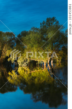Night landscape with Trees that Standing In Water During Spring Flood floodwaters in moonlight. Trees woods in Water deluge During A Spring Flood. Beautiful spring landscape with reflection in river Night landscape with Trees that Standing In Water During Spring Flood floodwaters in moonlight. Trees woods in Water deluge During A Spring Flood. Beautiful spring landscape with reflection in river 101453861