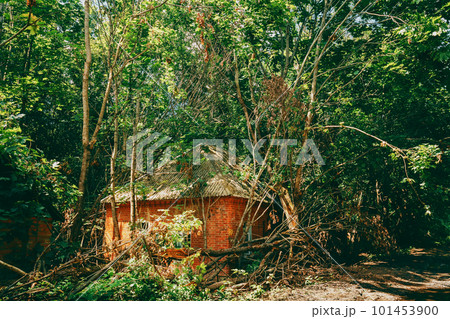 Abandoned House Overgrown With Trees And Vegetation In Chernobyl Resettlement Zone. Chornobyl Catastrophe Disasters. Dilapidated House In Belarusian Village. Whole Villages Must Be Disposed Abandoned House Overgrown With Trees And Vegetation In Chernobyl Resettlement Zone. Chornobyl Catastrophe Disasters. Dilapidated House In Belarusian Village. Whole Villages Must Be Disposed 101453900
