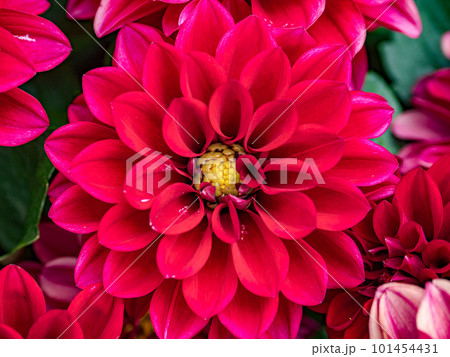 Bright red dahlia flower close-up - Stock Photo [101454431
