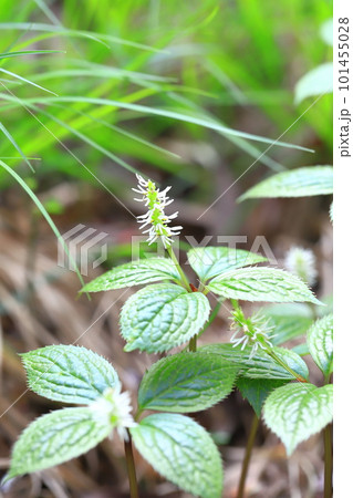 一人静（ヒトリシズカ） 101455028