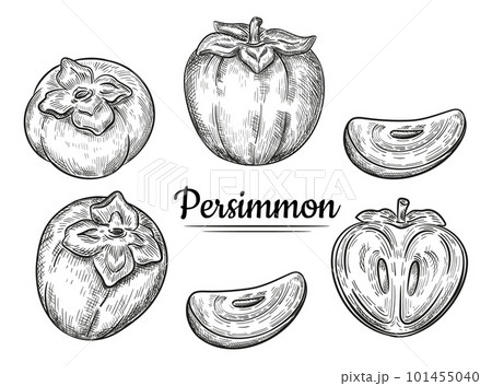 Ripe sharon persimmon fruit ink outline sketch set. Exotic Asian japanese kaki. Half, slice, whole fruitage. Autumn vitamin healthy food. Vintage realistic engraving for eating menu. Vector drawing 101455040