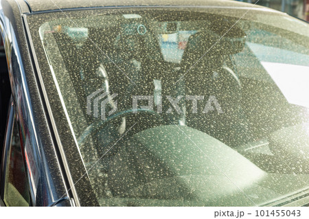 乗用車に付着した黄 101455043