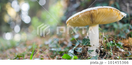 Ripe mushroom in summer forest scene banner with copy space. Mushroom macrophoto. Natural mushroom growing and pick up. Ecotourism activity. Copy space and empty space for text 101455366