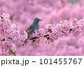 満開の桜とヒヨドリ 101455767
