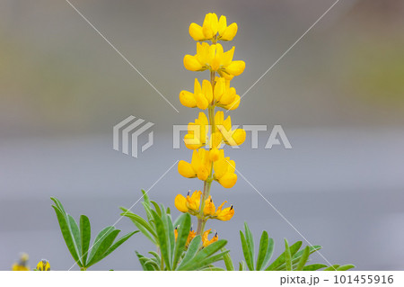 ルーピンの花 ルーピンの花 101455916
