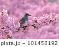 満開の河津桜とヒヨドリ 101456192