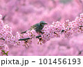 満開の河津桜とヒヨドリ 101456193