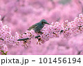 満開の河津桜とヒヨドリ 101456194