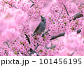 満開の河津桜とヒヨドリ 101456195