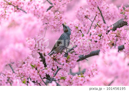 満開の河津桜とヒヨドリ 101456195
