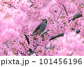 満開の河津桜とヒヨドリ 101456196