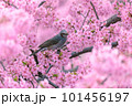 満開の河津桜とヒヨドリ 101456197