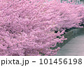 ピンク色の河津桜のある風景 101456198