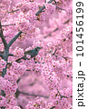満開の河津桜とヒヨドリ 101456199