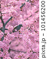 満開の河津桜とヒヨドリ 101456200