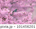 満開の河津桜とヒヨドリ 101456201