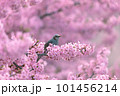 満開の桜の枝にとまるヒヨドリ 101456214