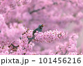 満開の桜の枝にとまるヒヨドリ 101456216