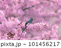 満開の桜の枝にとまるヒヨドリ 101456217
