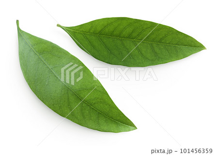 Green lychee leaf isolated on a white background. Top view. Flat lay 101456359