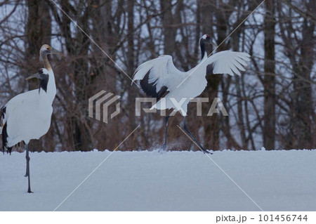 タンチョウ 101456744