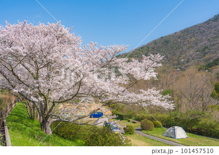 【春】満開の桜のある風景 【春】満開の桜のある風景 101457510