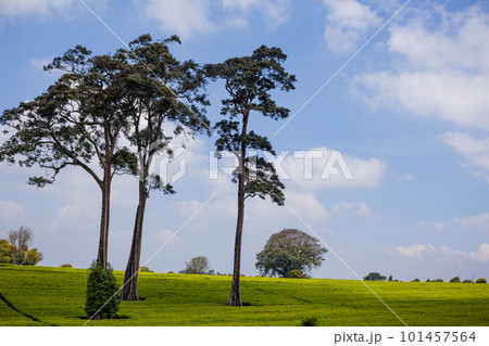 Tea Leaves Farm Plantations Estate in Kiambu County Kenya East Africa 101457564
