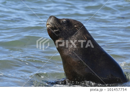 Male Sea Lion , Patagonia, Argentina Male Sea Lion , Patagonia, Argentina 101457754