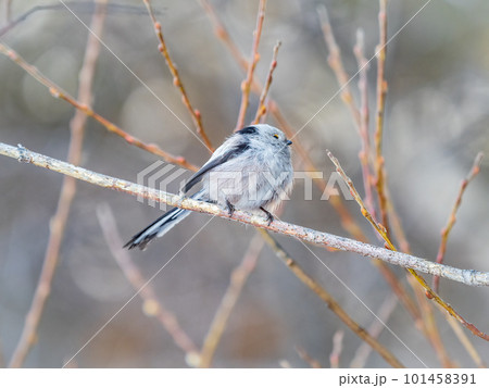 European long-tailed tit, latin name Aegithalos caudatus. A bird sitting on a branch in a deciduous forest. 101458391