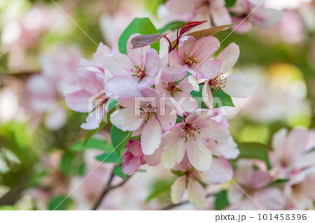 Fresh pink flowers of a blossoming apple tree with blured background 101458396