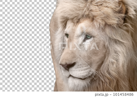 White lion portrait, isolated close-up White lion portrait, isolated close-up 101458486