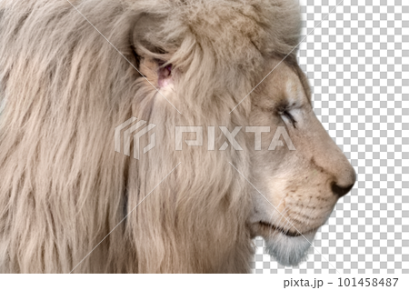 White lion portrait, isolated close-up White lion portrait, isolated close-up 101458487