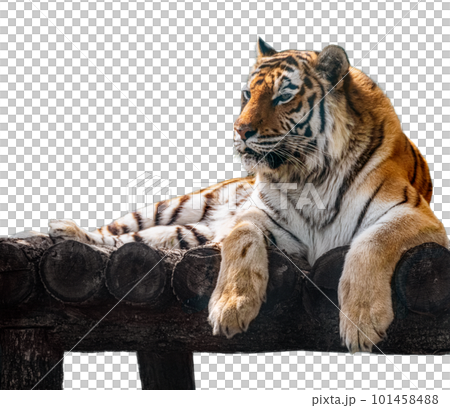 Tiger on wooden deck Tiger on wooden deck 101458488