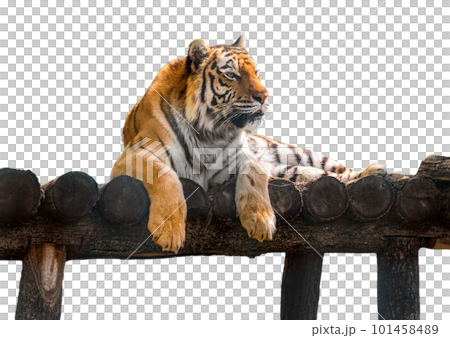Wild tiger lying down on wooden deck, isolated 101458489