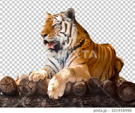 Siberian or Amur tiger lying down on wooden deck Siberian or Amur tiger lying down on wooden deck 101458490