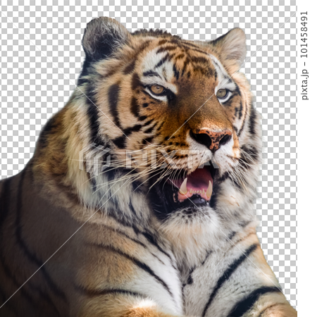Tiger head close-up with fangs, isolated portrait Tiger head close-up with fangs, isolated portrait 101458491