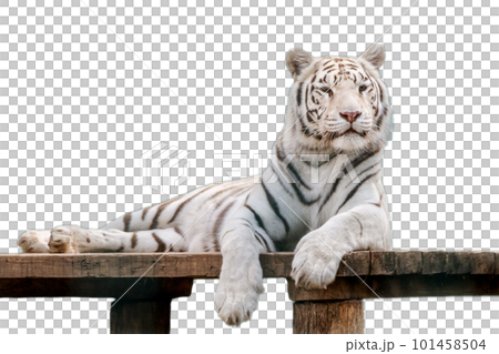 White tiger on transparent background White tiger on transparent background 101458504