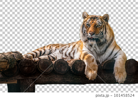 Gorgeous tiger lying down on wooden deck 101458524