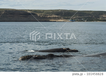 Whale Patagonia Argentina Whale Patagonia Argentina 101458828