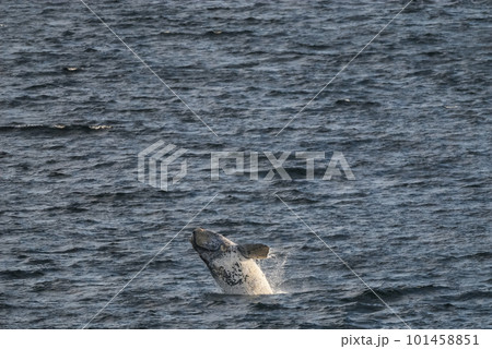 Whale Patagonia Argentina 101458851
