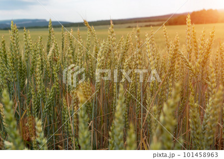 Green wheat field close up. Spring countryside scenery. Beautiful nature landscape. Juicy fresh ears of young green wheat. Agriculture scene. Abstract blurred background 101458963