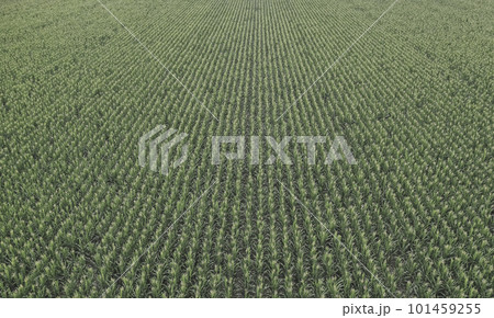 Sunflower cultivation, Aerial view, in pampas region, Argentina 101459255