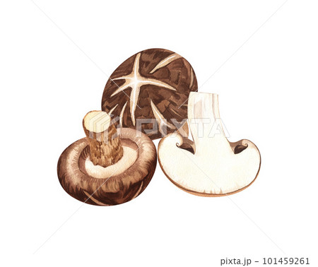 Watercolor Shiitake mushroom. Hand-drawn illustration isolated on white background. Perfect concept for healthy chinese medicine popular superfood, design packing. Watercolor Shiitake mushroom. Hand-drawn illustration isolated on white background. Perfect concept for healthy chinese medicine popular superfood, design packing. 101459261