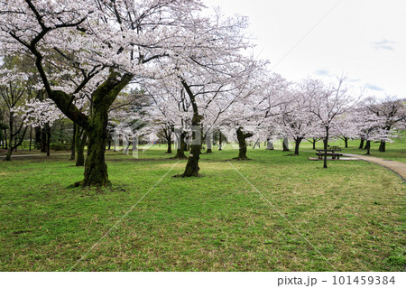 桜咲く頃の狭山公園 雲空と満開のサクラ 桜咲く頃の狭山公園 雲空と満開のサクラ 101459384