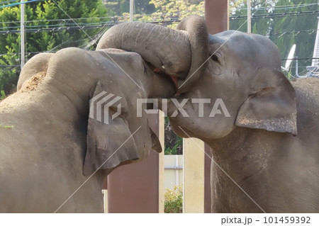 【山口県】鼻を絡ませる仲良しスリランカゾウ 【山口県】鼻を絡ませる仲良しスリランカゾウ 101459392